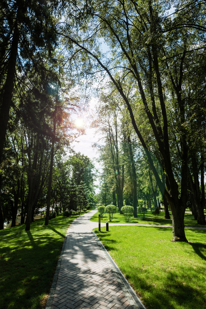 sunlight on walkway with shadows from trees in park  - Valokuva, kuva