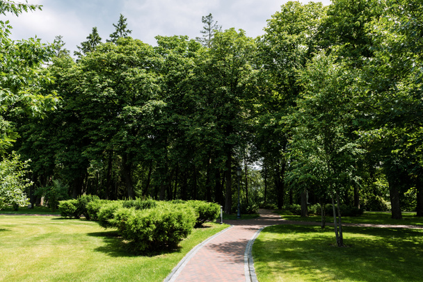 auringonpaiste polulla varjojen kanssa puista kesäpuistossa
  - Valokuva, kuva