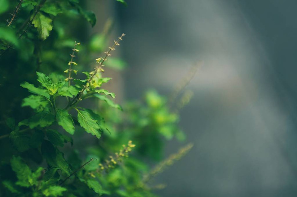 裏庭のバジルの葉 - 写真・画像