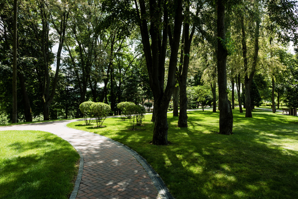 夏の公園の木や茂みからの影とパス上の太陽光  - 写真・画像