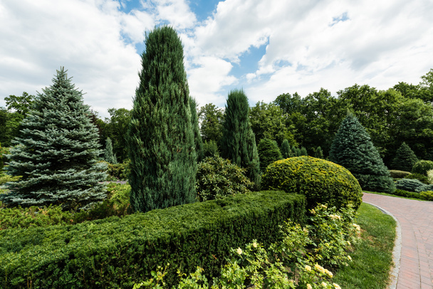 small green bushes on grass near trees and pines in park  - Valokuva, kuva