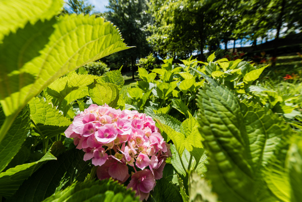 foco seletivo de flores rosa florescendo perto de folhas verdes no parque
  - Foto, Imagem