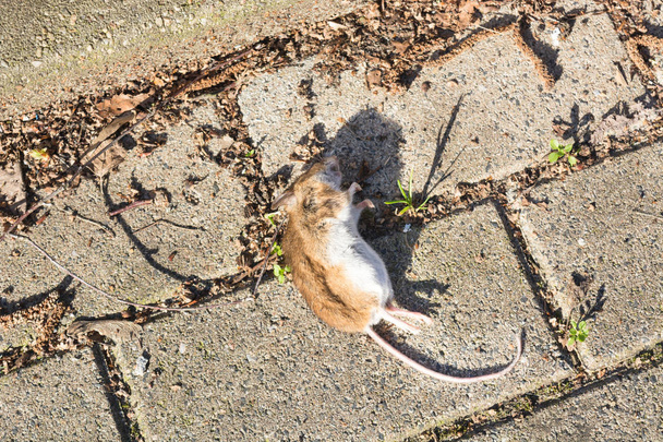 Νεκρό ποντίκι στο πεζοδρόμιο. Επιλεκτική εστίαση        - Φωτογραφία, εικόνα