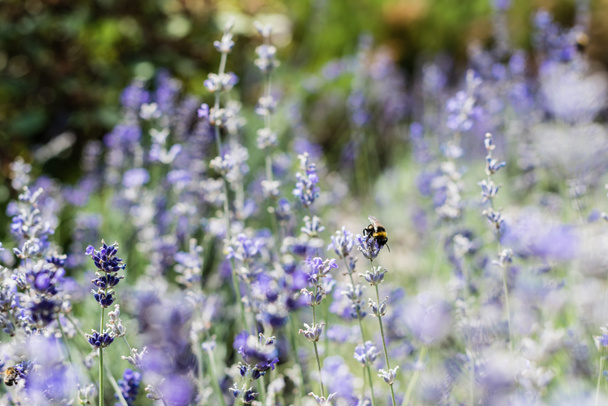 selective focus of blooming purple lavender flowers in summer - Fotó, kép