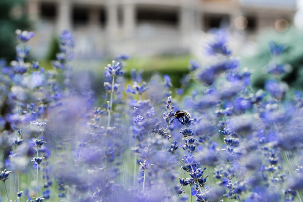 selective focus of blossoming purple lavender flowers in summertime  - Foto, imagen