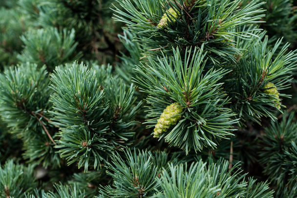close up of needles on green pine tree with pine cones in summer  - Photo, Image