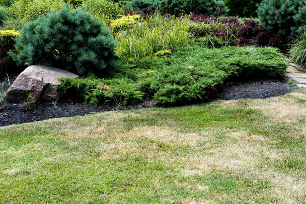 foco seletivo de grama verde fresca perto de pequenos arbustos de coníferas
  - Foto, Imagem