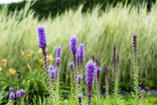 enfoque selectivo de altramuces de floración púrpura en verano
  - Foto, imagen