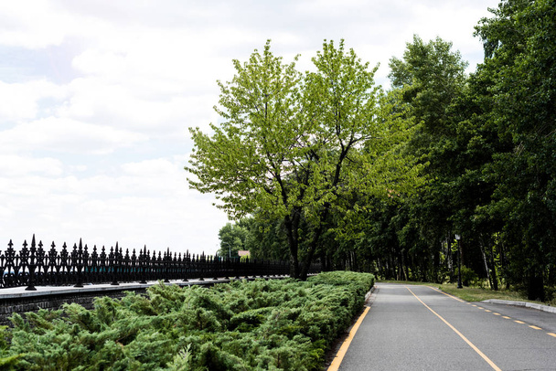  path with yellow line near trees with green fresh leaves  - Zdjęcie, obraz