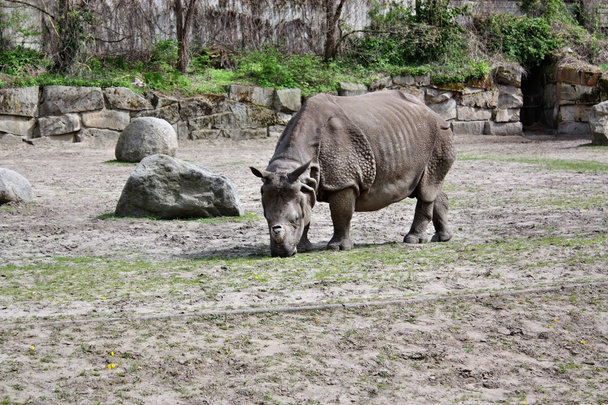 Rhino.
 - Foto, Imagen