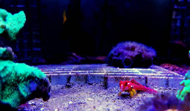 Rubinroter Drachensalzwasserfisch - Foto, Bild