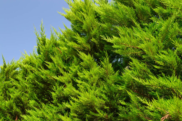 Grüne Thuja-Zweige gegen den blauen Himmel - Foto, Bild