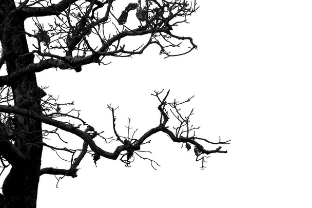 Holtágak, Silhouette kiszáradt fa vagy száraz fa, a fehér háttérben - Fotó, kép