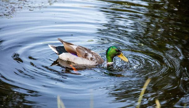 オランダ、ロッテルダムの公園の池で泳ぐアヒルの雄、緑の頭、クローズアップビュー - 写真・画像