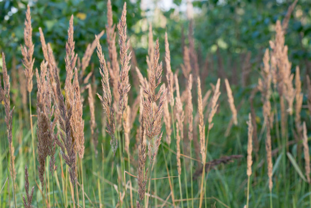 Calamagrostis epigejos, madera de caña pequeña, hierba arbustiva inflore
 - Foto, imagen