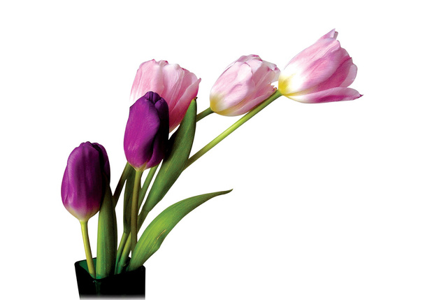 tulipa em vaso
 - Foto, Imagem