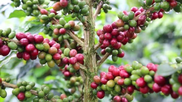 Kolumbijska Kawa z górskiego gospodarstwa - Materiał filmowy, wideo
