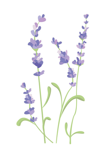 Lavender flower on white background. Colorful vintage vector illustration, watercolor style France provence retro pattern for romantic fresh design concept. Natural lavander aromatherapy treatment spa - Vettoriali, immagini