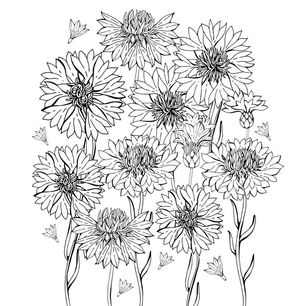 Coloring pages with cornflower flowers, zentangle illustrations for kids and adults coloring book or tattoos with high detail isolated on white background. Vector monochrome sketch of the flower. - Vector, imagen