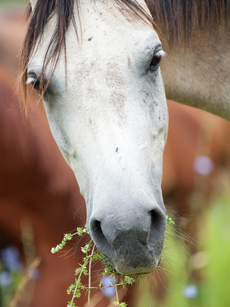 portrait of breed gray arabian mare at the pasture. close up - Foto, immagini