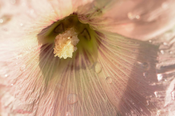 Pink Malva λουλούδι μετά τη βροχή - Φωτογραφία, εικόνα