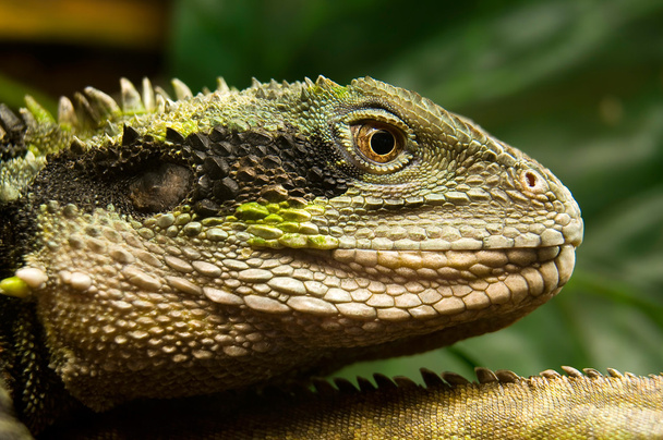 iguana da primo piano
 - Foto, immagini