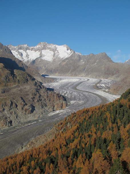 kleurrijke lariks bos en aletsch gletsjer - Foto, afbeelding