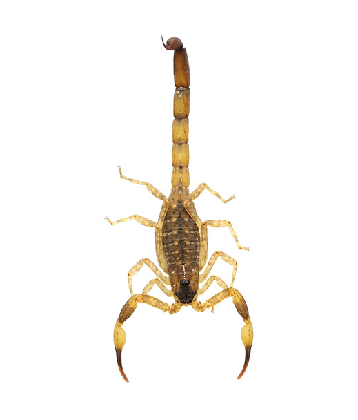 Scorpion isolé sur blanc. Pas d'ombre
 - Photo, image