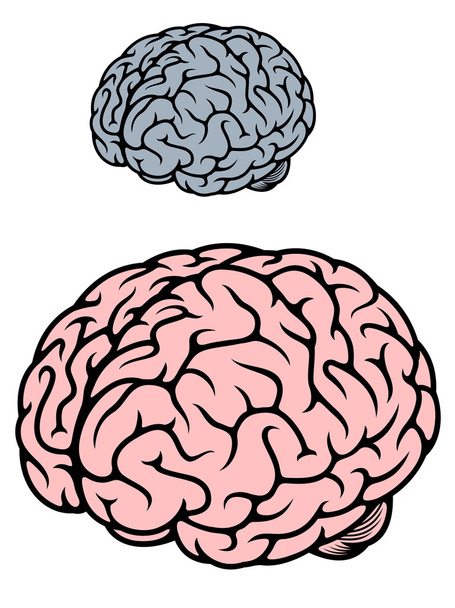 İnsan beyni - Vektör, Görsel