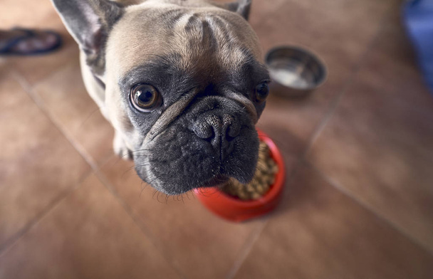 young brown French Bulldog - Fotó, kép