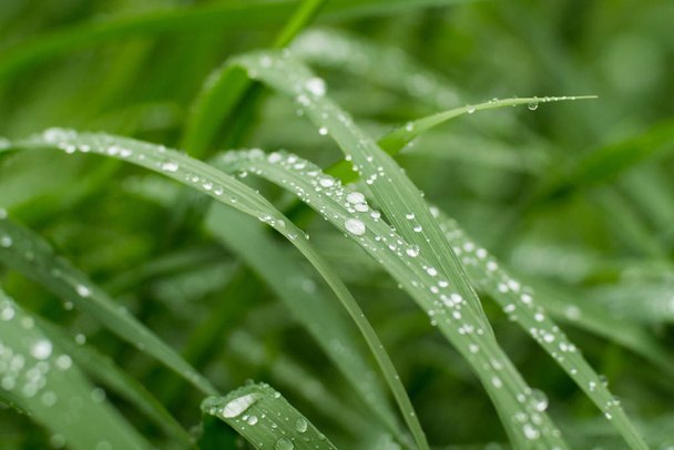 Close up of water drops on green grass - Foto, Bild