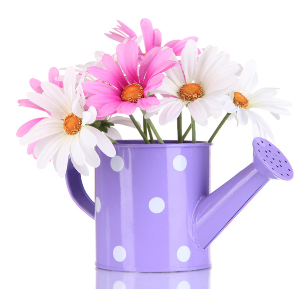 Beautiful daisies in colorful watering can isolated on white - Foto, imagen