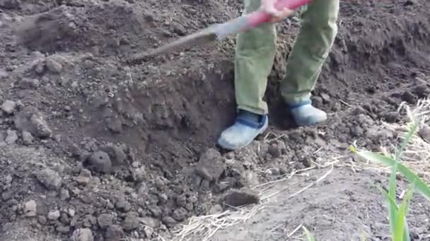 Pianta contadina scavare letti per le colture. Patate vegetali nel terreno in primavera
. - Filmati, video