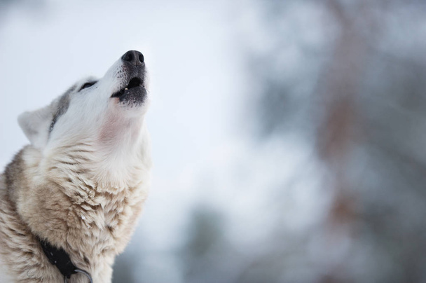 Kurt köpeği uluma - Fotoğraf, Görsel
