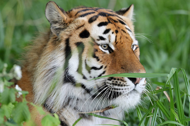 Gros plan d'un Tigre d'Amour dans l'herbe
 - Photo, image
