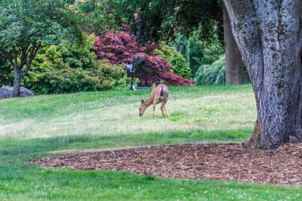Wantering Park Deer 6 - Фото, изображение