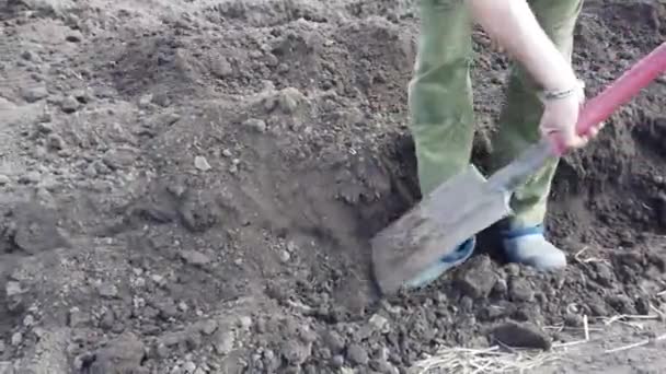 Plante cultivée creusant des parterres pour les cultures. Plantez des pommes de terre dans le sol au printemps
. - Séquence, vidéo