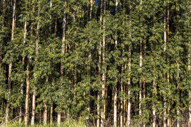 Forest of eucalyptus tree in Sao Paulo state, Brazil - Foto, Imagem