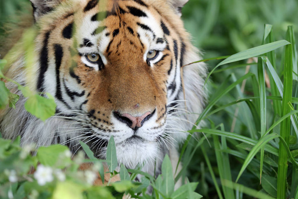 Крупним планом Амурської тигра у траві - Фото, зображення