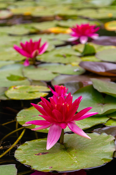 lirio de agua roja con hojas en un pequeño estanque - Foto, Imagen