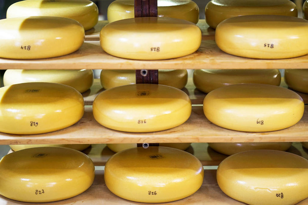 Hlavy sýra na dřevěných policích v soukromé mléčné výrobky. - Fotografie, Obrázek