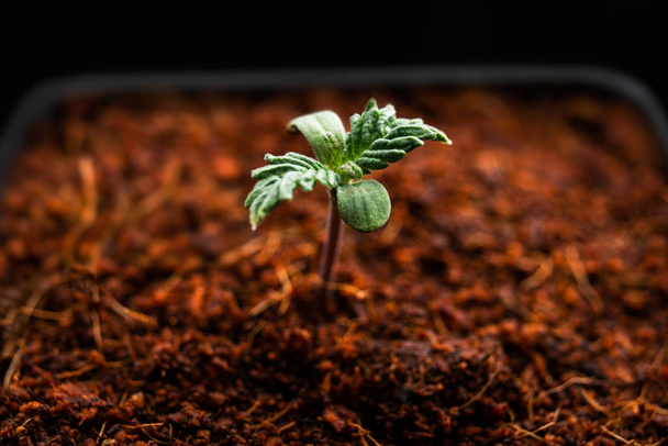 growing marijuana shoots of plants of medical grass seedlings - Photo, Image
