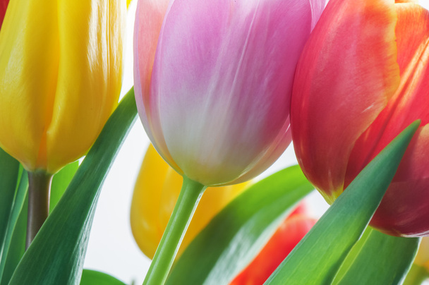 tulips - Valokuva, kuva