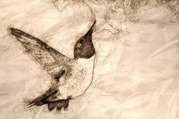 nero-Chinned colibrì ricerca di nettare tra il bianco f
 - Foto, immagini