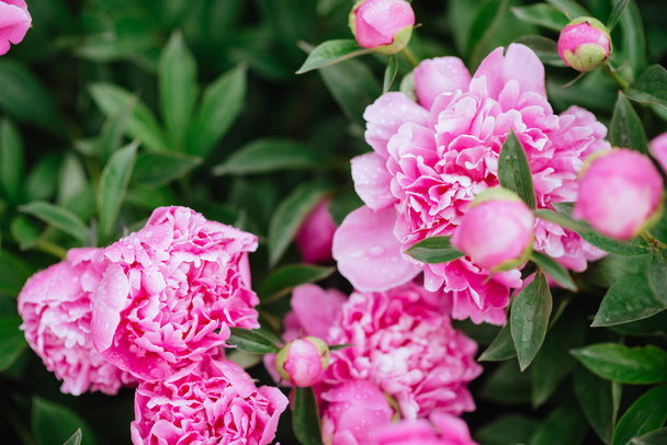 Pink peonies in the garden. Blooming pink peony. - Foto, imagen
