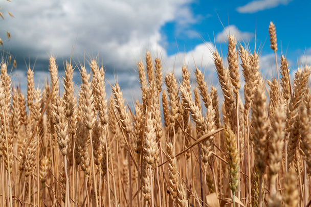 Wheat field. Background of ripening ears of wheat. - Photo, Image