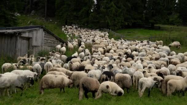 Zpět s pastvou ovcí v horách - Záběry, video