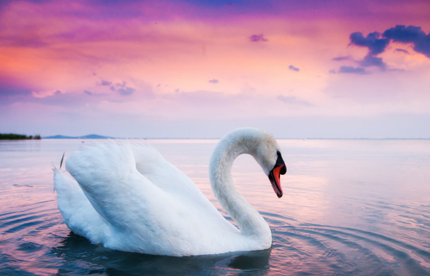 Swan floating on the water - Photo, Image