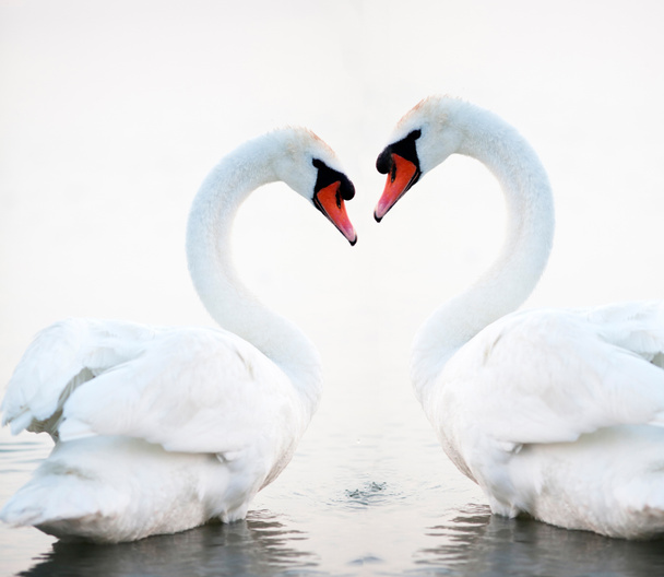 Coração de cisnes
 - Foto, Imagem