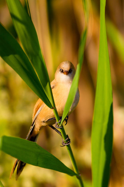 Cute little bird. Bearded Reedling. Colorful nature habitat background. - Photo, Image